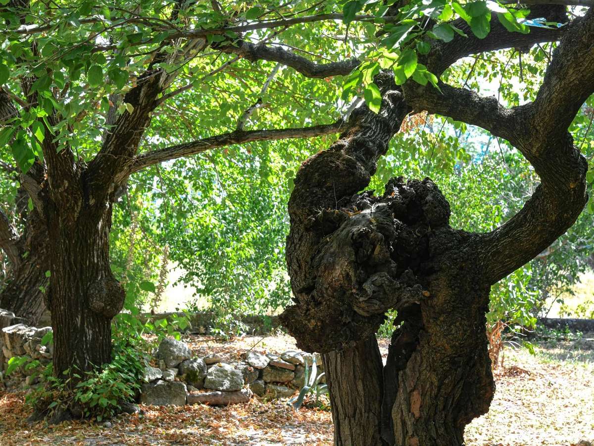 Propriété Uzès