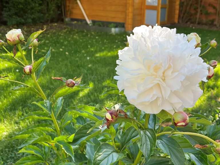 Maison Versailles - 4 chambres - 106m²