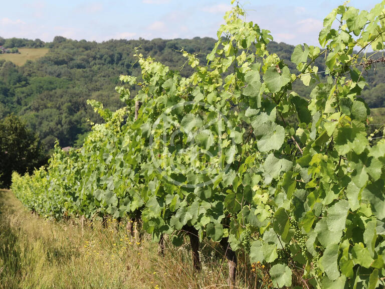 Vente Domaine viticole Vic-en-Bigorre