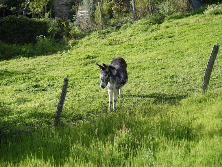 Château Villefranche-de-Rouergue - 7 chambres - 725m²