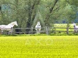 Property Villemer - 4 bedrooms