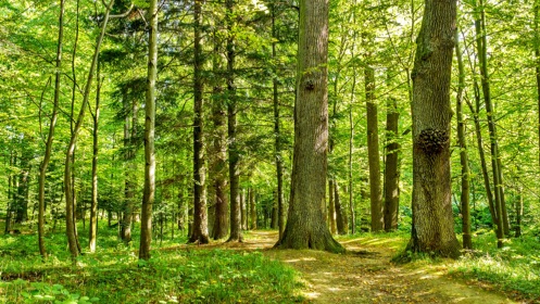 Terrain et forêt